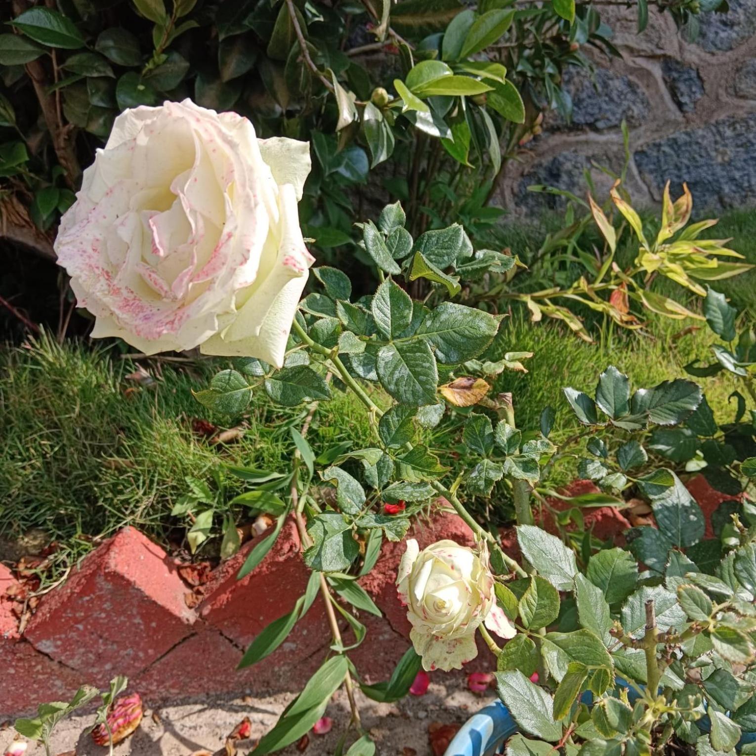 Kodai Riya Paradise كوديكانال المظهر الخارجي الصورة