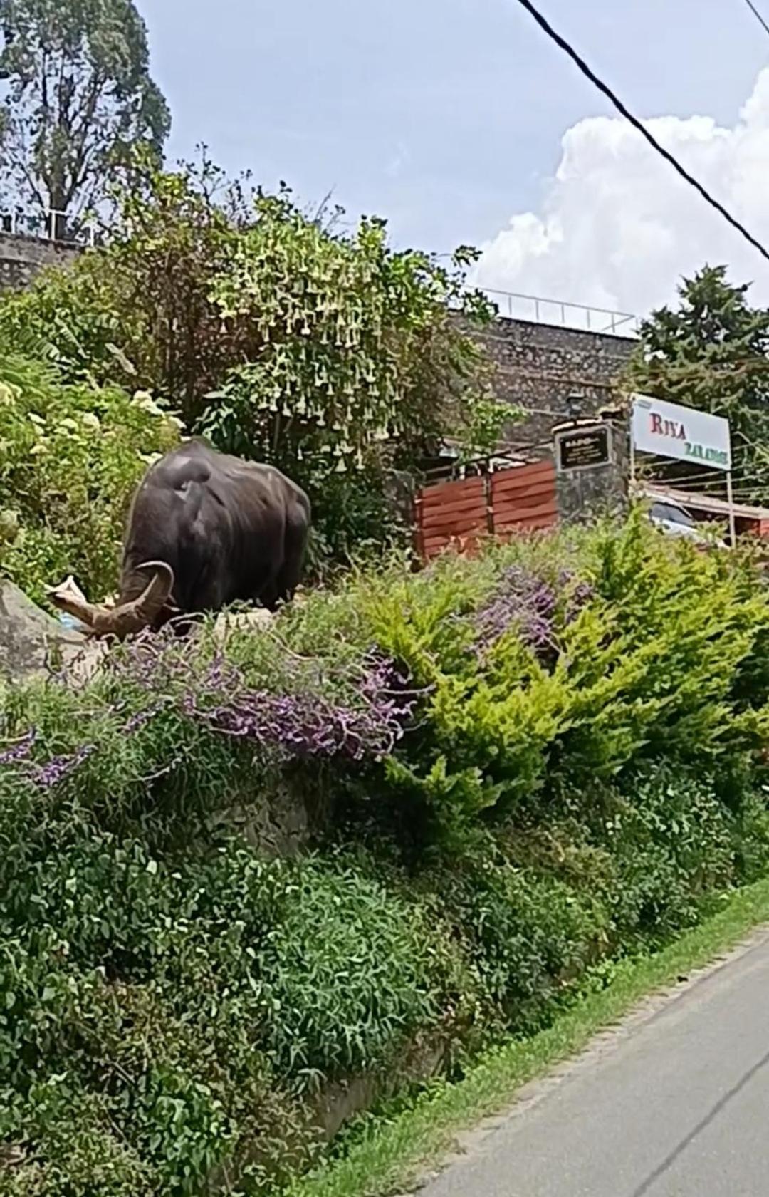 Kodai Riya Paradise كوديكانال المظهر الخارجي الصورة