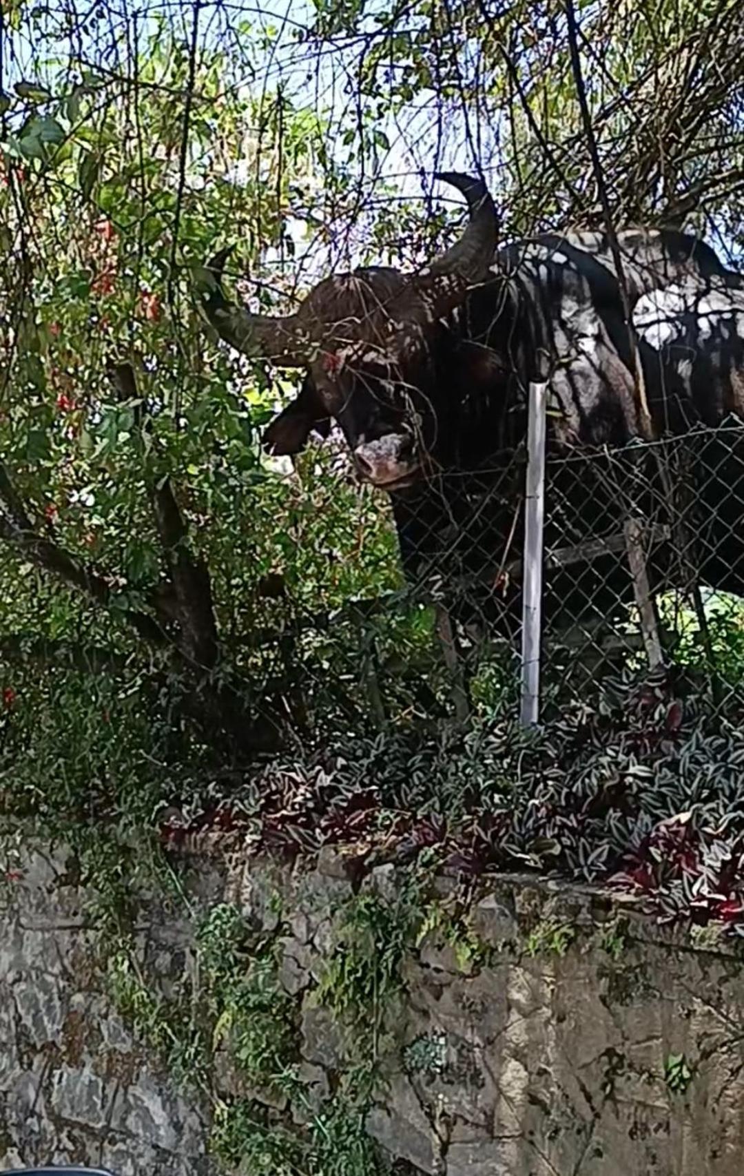 Kodai Riya Paradise كوديكانال المظهر الخارجي الصورة